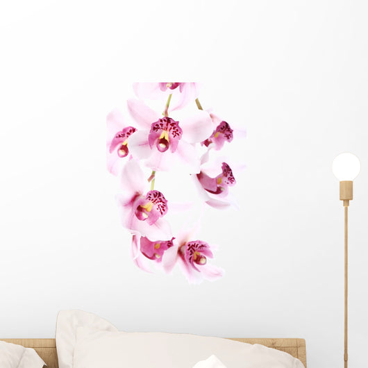 Orchid over White