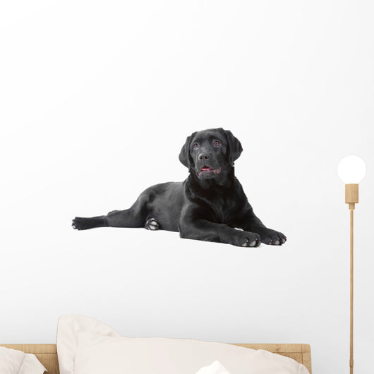 Black Labrador Retriever Lying Wall Decal
