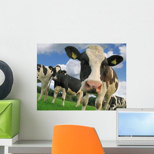 curious cow Wall Mural