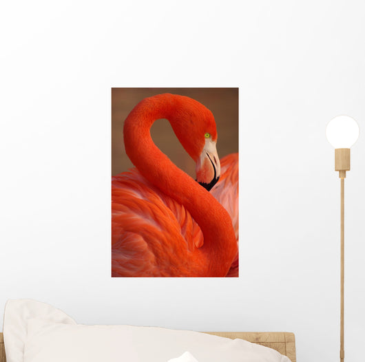 Vertical Portrait Greater Flamingo
