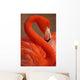 Vertical Portrait Greater Flamingo