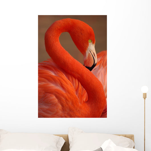 Vertical Portrait Greater Flamingo