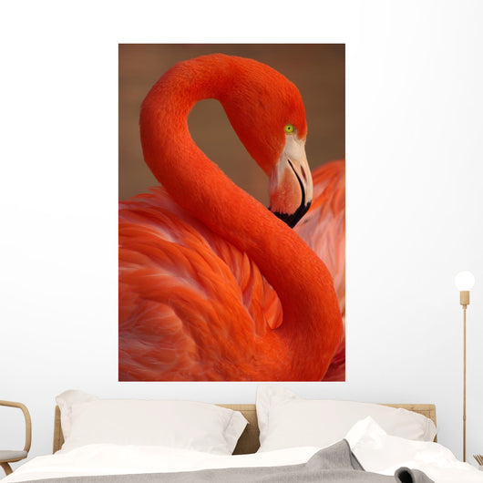 Vertical Portrait Greater Flamingo