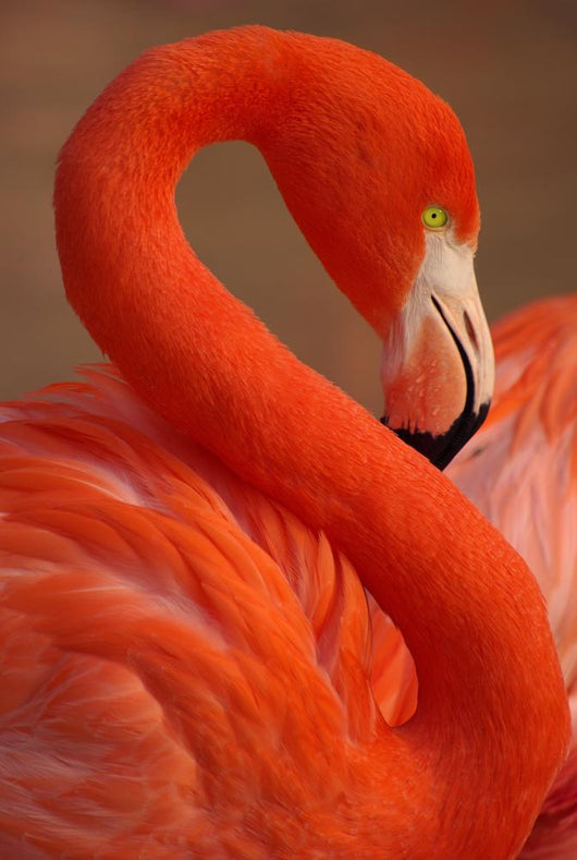 Vertical Portrait Greater Flamingo