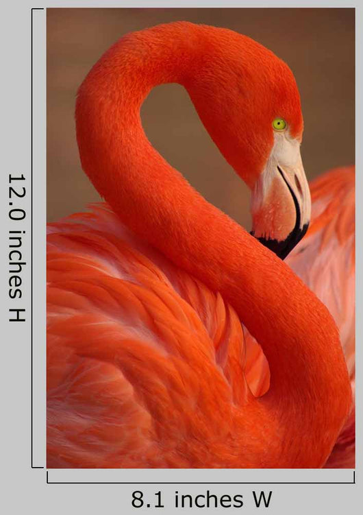Vertical Portrait Greater Flamingo