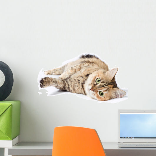 Big Tabby Cat