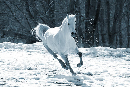Skipping White Horse Wall Decal
