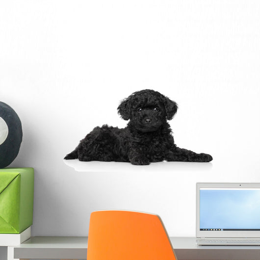 Toy Poodle Puppy Lying