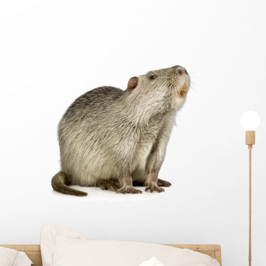 Coypu or Nutria (Myocastor coypus) Wall Decal