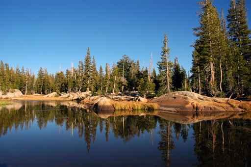 Forest Lake Reflection Wall Decal
