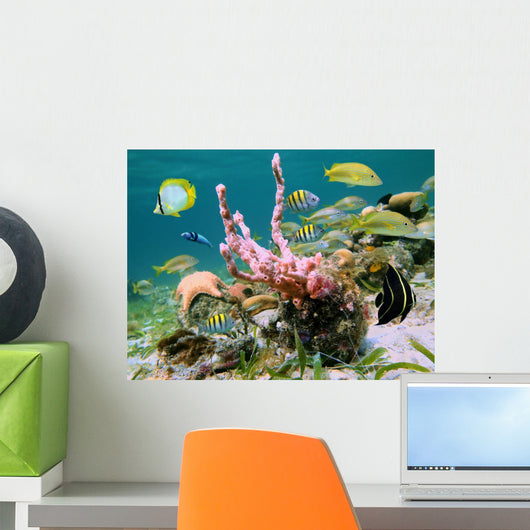 Caribbean Sea Life
