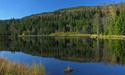 From Bog Lispach Wall Decal