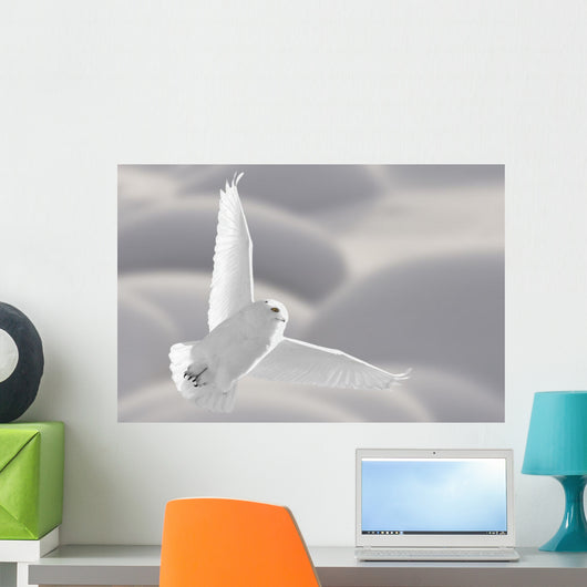 Snowy Owl Flight