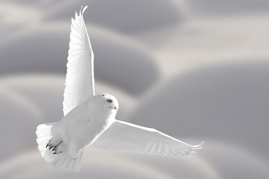 Snowy Owl Flight