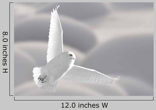 Snowy Owl Flight