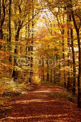 A hiking in an autumn beech forest Wall Mural