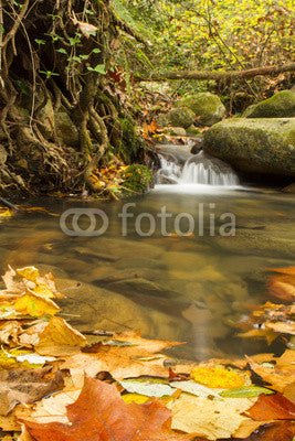 Creek in autumn, Spain Wall Mural