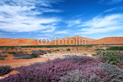 views of the vegetation in the desert Wall Mural