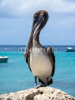 Pelican Wall Mural