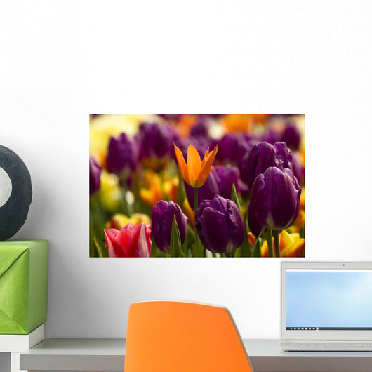 Tulips