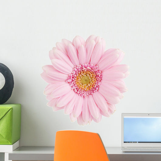 Pink Gerbera Flower