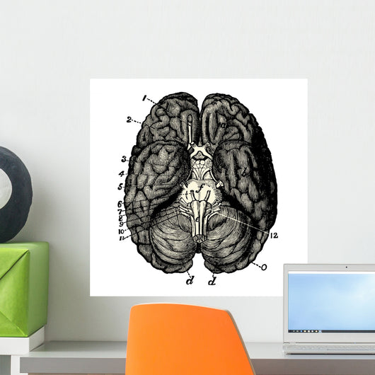 Cerveau Human