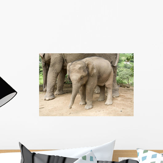 Baby Elephant Wall Decal
