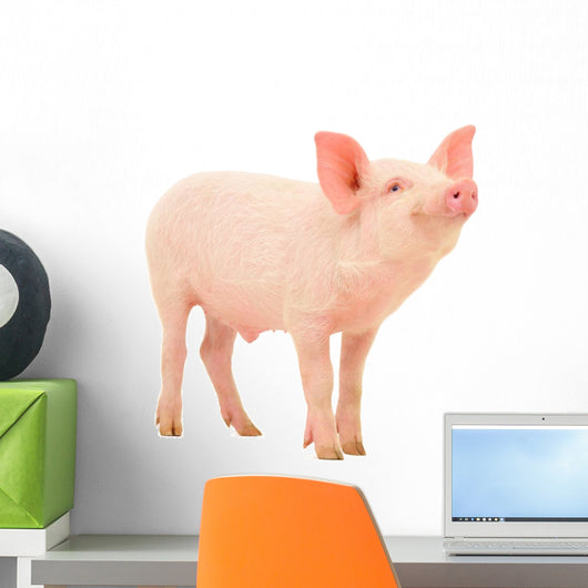 Pig White