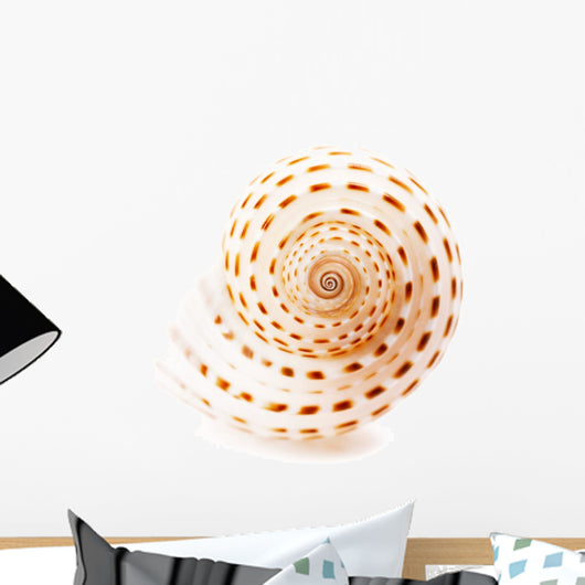Sea Shell