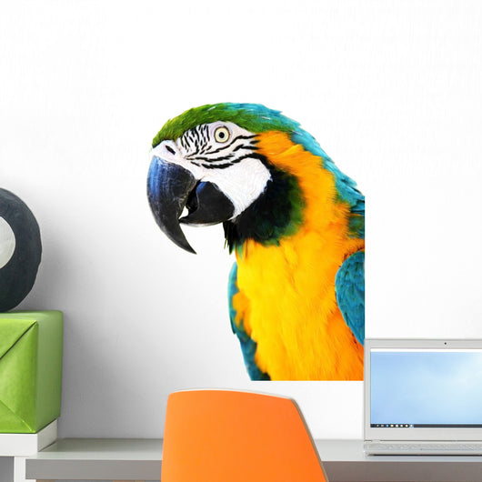 Parrot