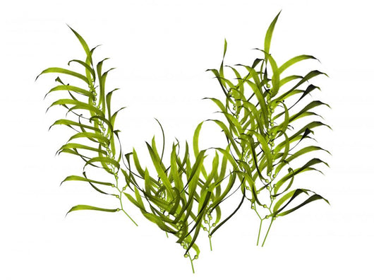 Kelp Wall Decal