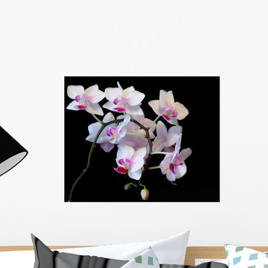 White Orchid