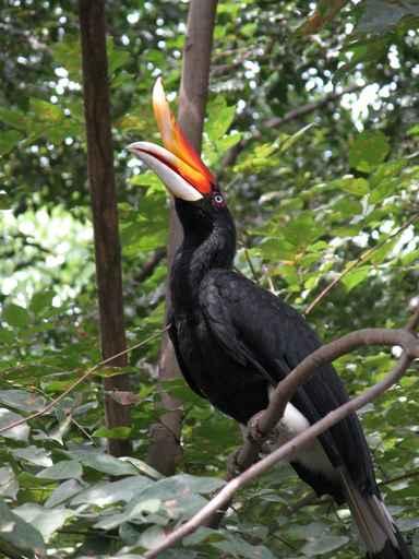 Rhinoceros Hornbill Wall Decal