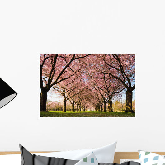 Spring Abundance Japanese Cherry