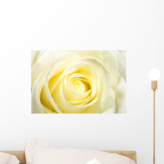 Roses Close-up