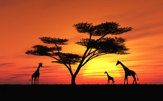 Giraffen Wall Mural