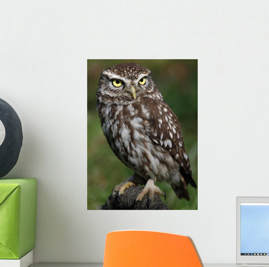 Little Owl Athene Noctua
