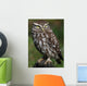 Little Owl Athene Noctua