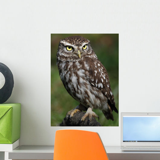 Little Owl Athene Noctua