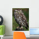 Little Owl Athene Noctua