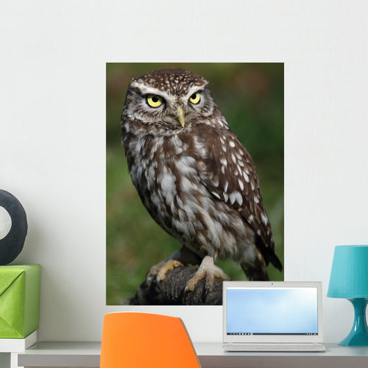 Little Owl Athene Noctua