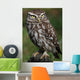 Little Owl Athene Noctua