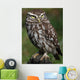 Little Owl Athene Noctua