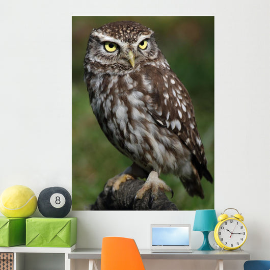 Little Owl Athene Noctua