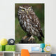 Little Owl Athene Noctua