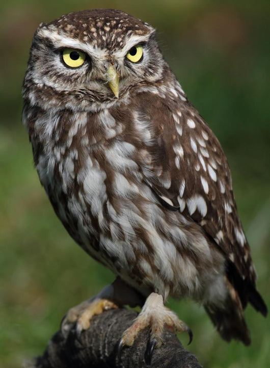 Little Owl Athene Noctua