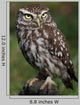 Little Owl Athene Noctua