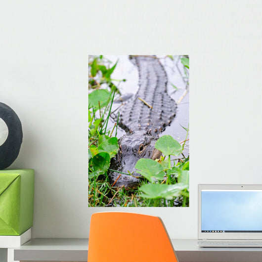 Alligator Closeup in Wild Wall Mural