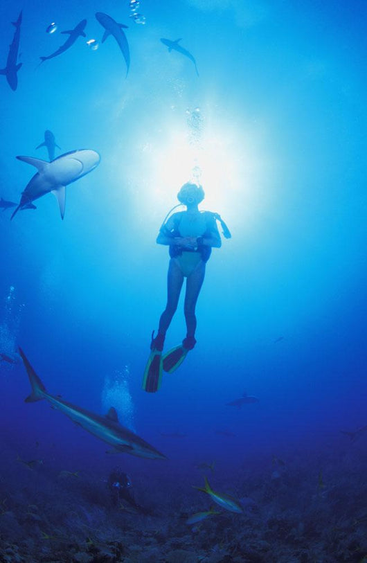 Circling Sharks Wall Mural