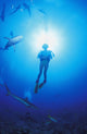 Circling Sharks Wall Mural